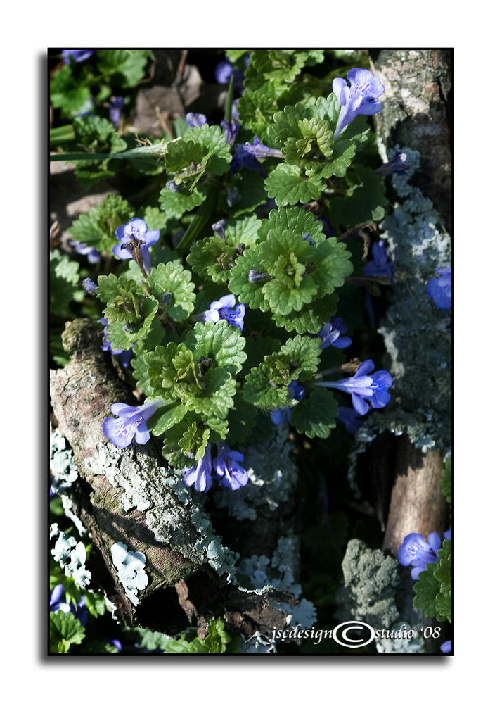 Glechoma hederacea<br>(<i>Ground Ivy</i>)