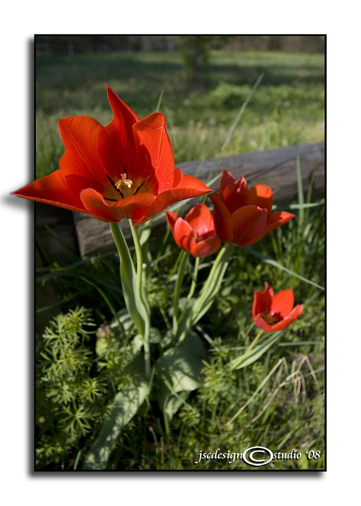 Pop Tulip<p>April 17