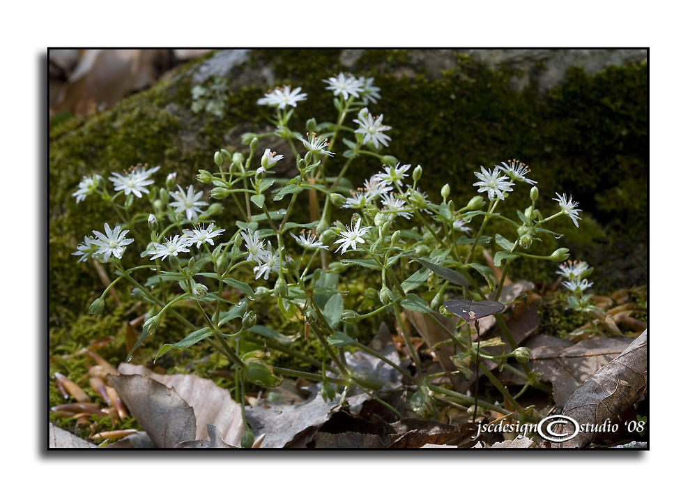 Stellaria pubera<br>(<i>Giant Chickweed</i>)