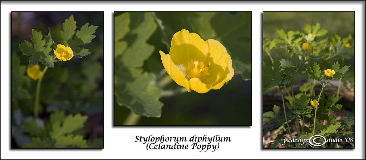 Stylophorum diphyllum<br>(<i>Celandine Poppy</i>)