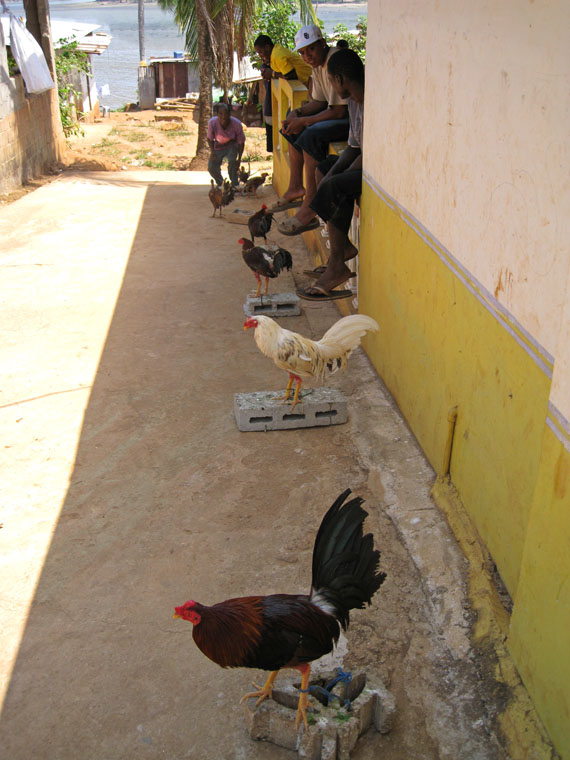 Fighting cocks, San Miguel, Las Perlas