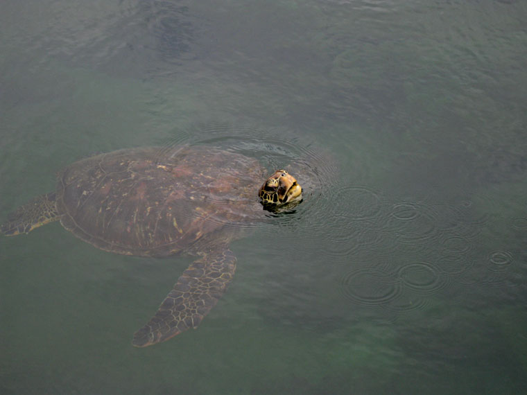Green sea turtle coming up for air, Isabella