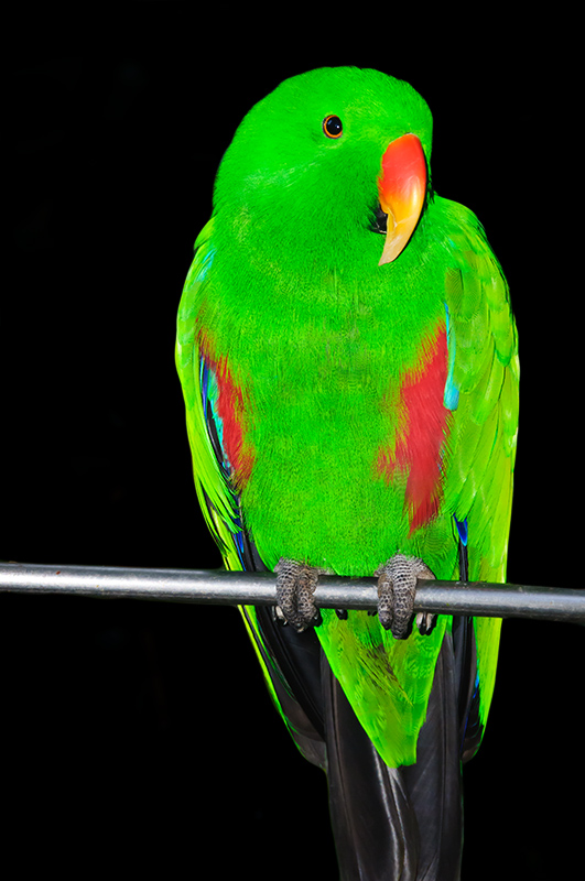 Eclectus Parrot