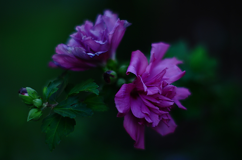 Rose of Sharon