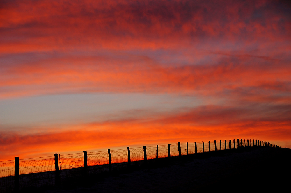 Fencerow Sunset