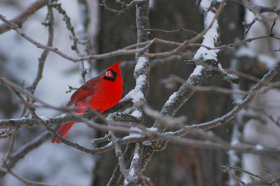 Cardinal in Winter