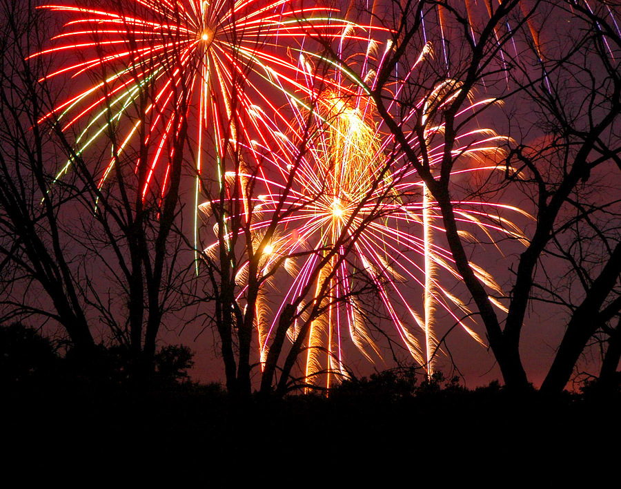 Fireworks Amongst the Trees