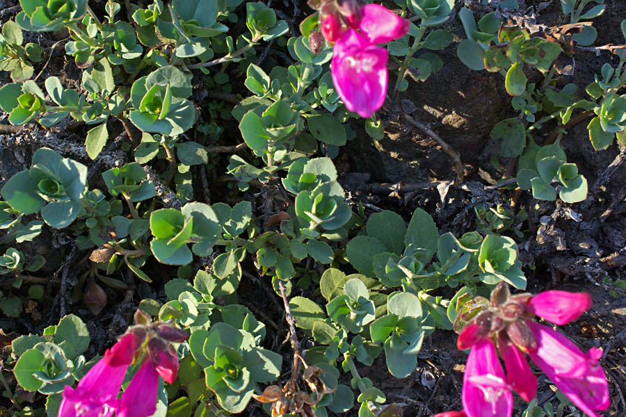rock penstemon