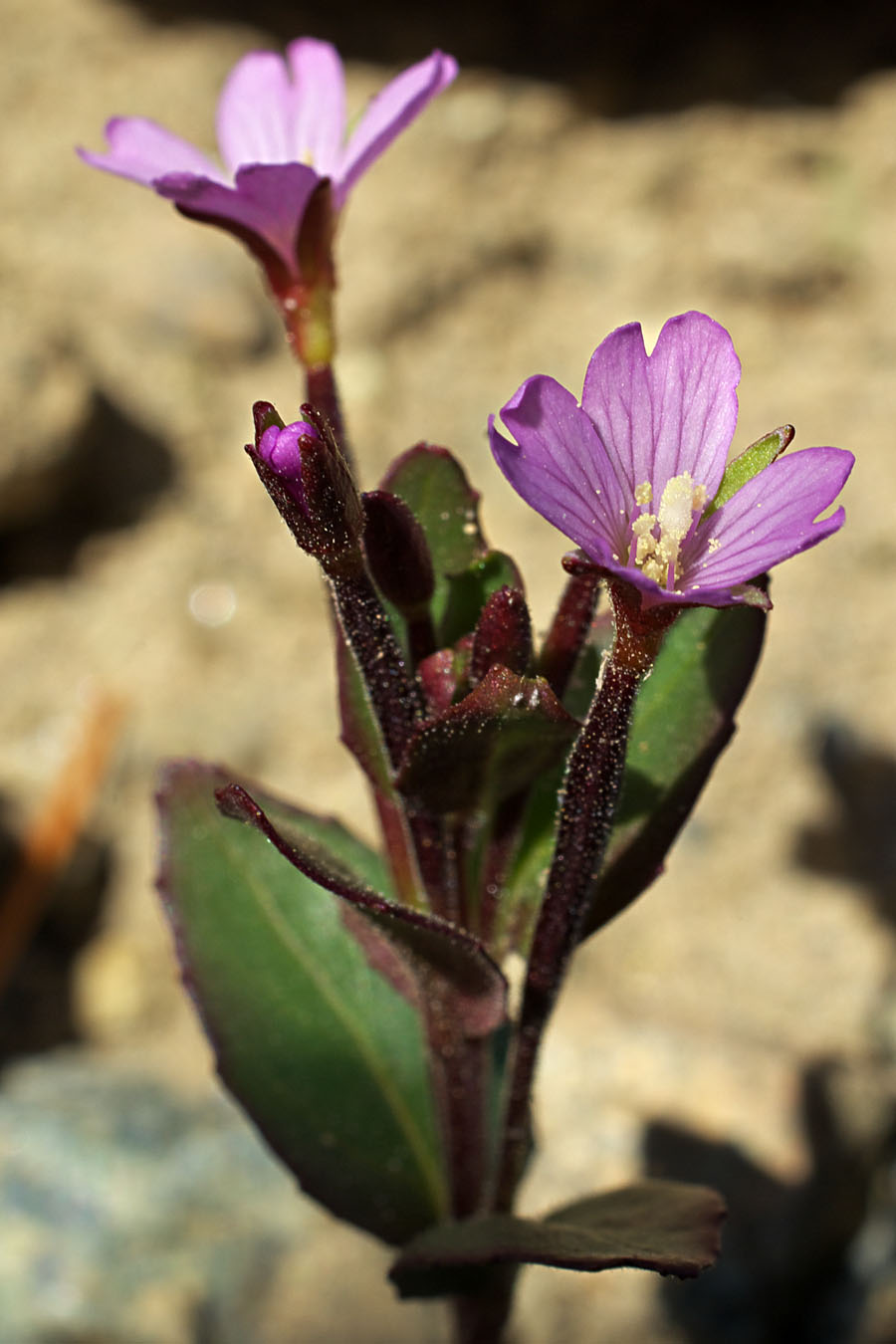 Talus willowherb