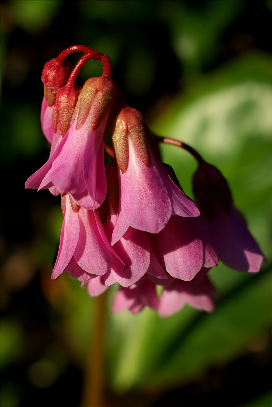Bergenia cordifolia
