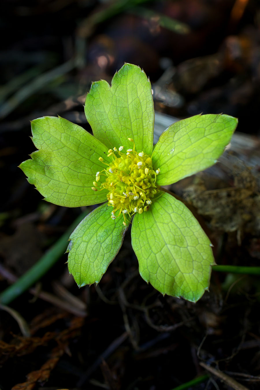 Hacquetia epipactis