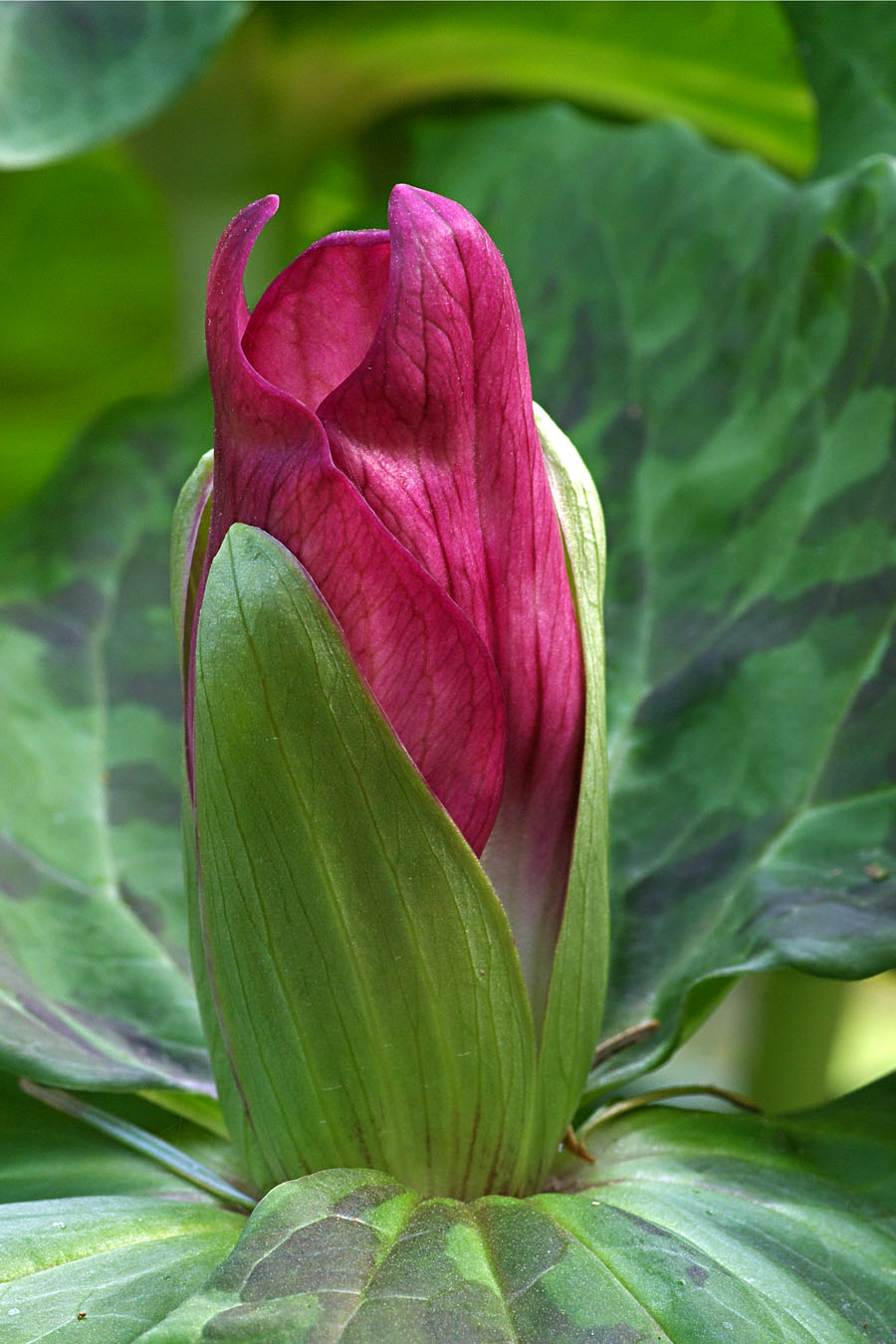 Trillium	albidum x. T. chloropetalum