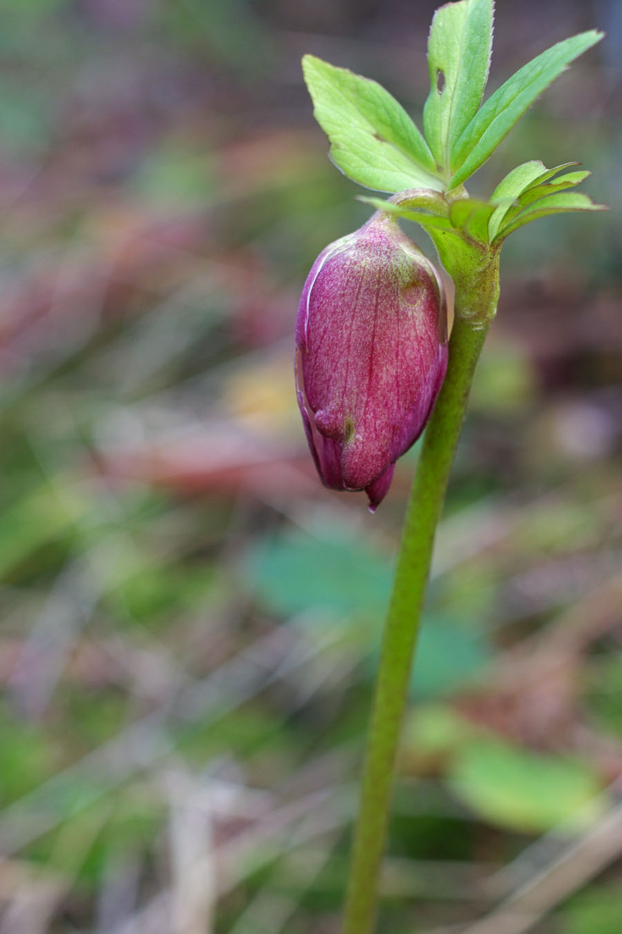 Helleborus x. hybridus