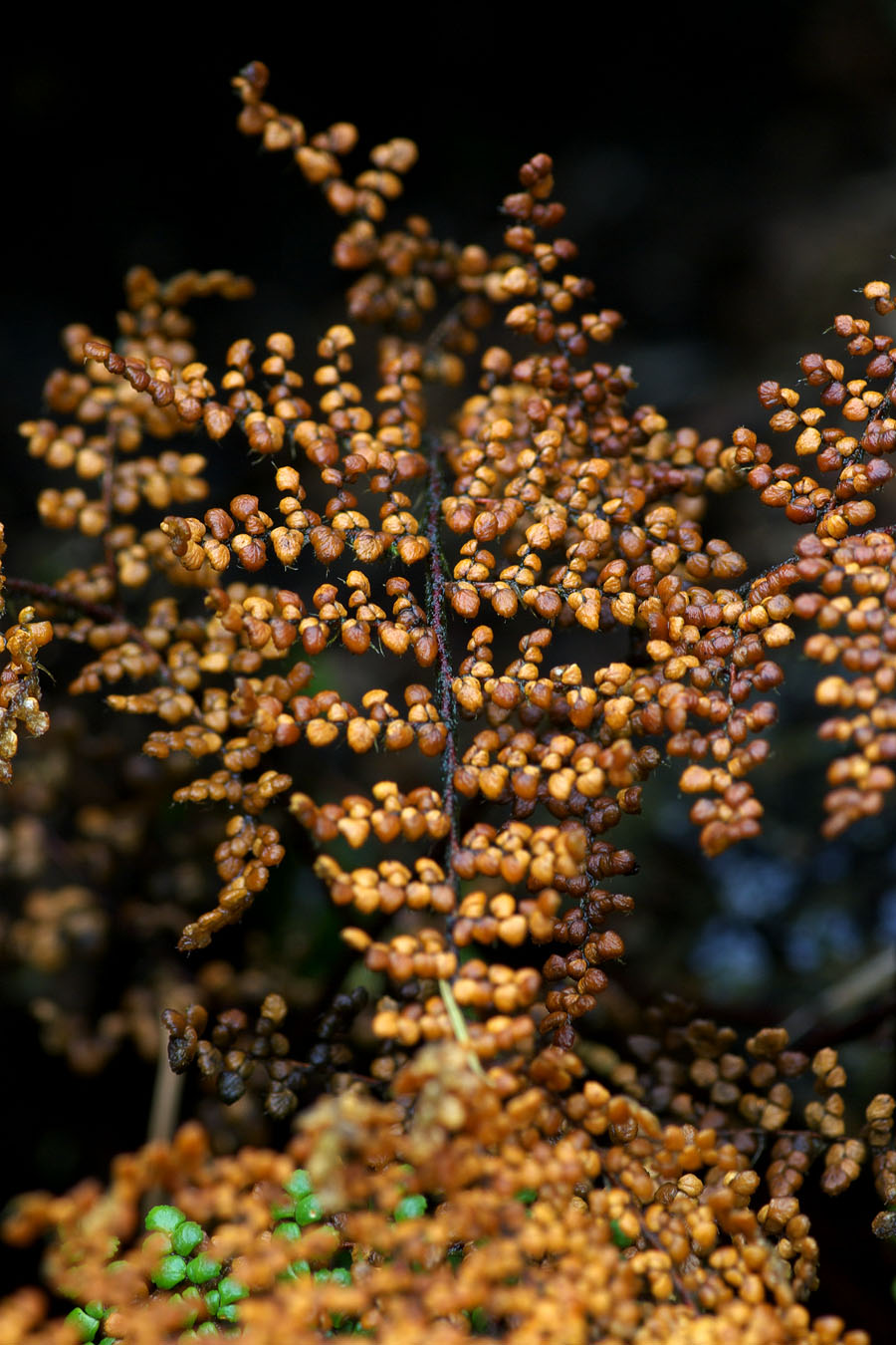 Cheilanthes lendigera