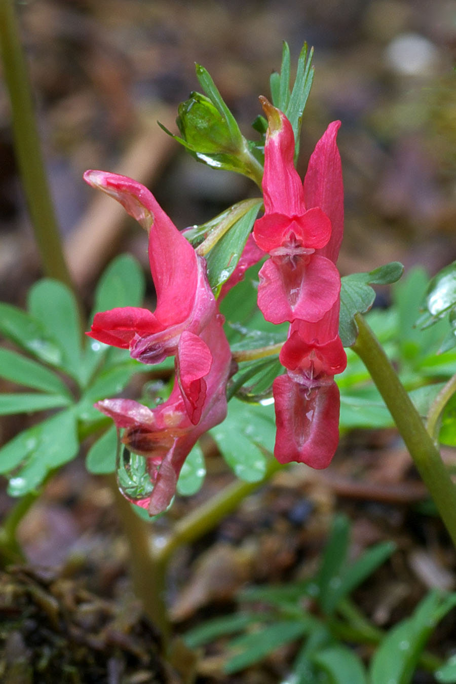 Corydalis sp.