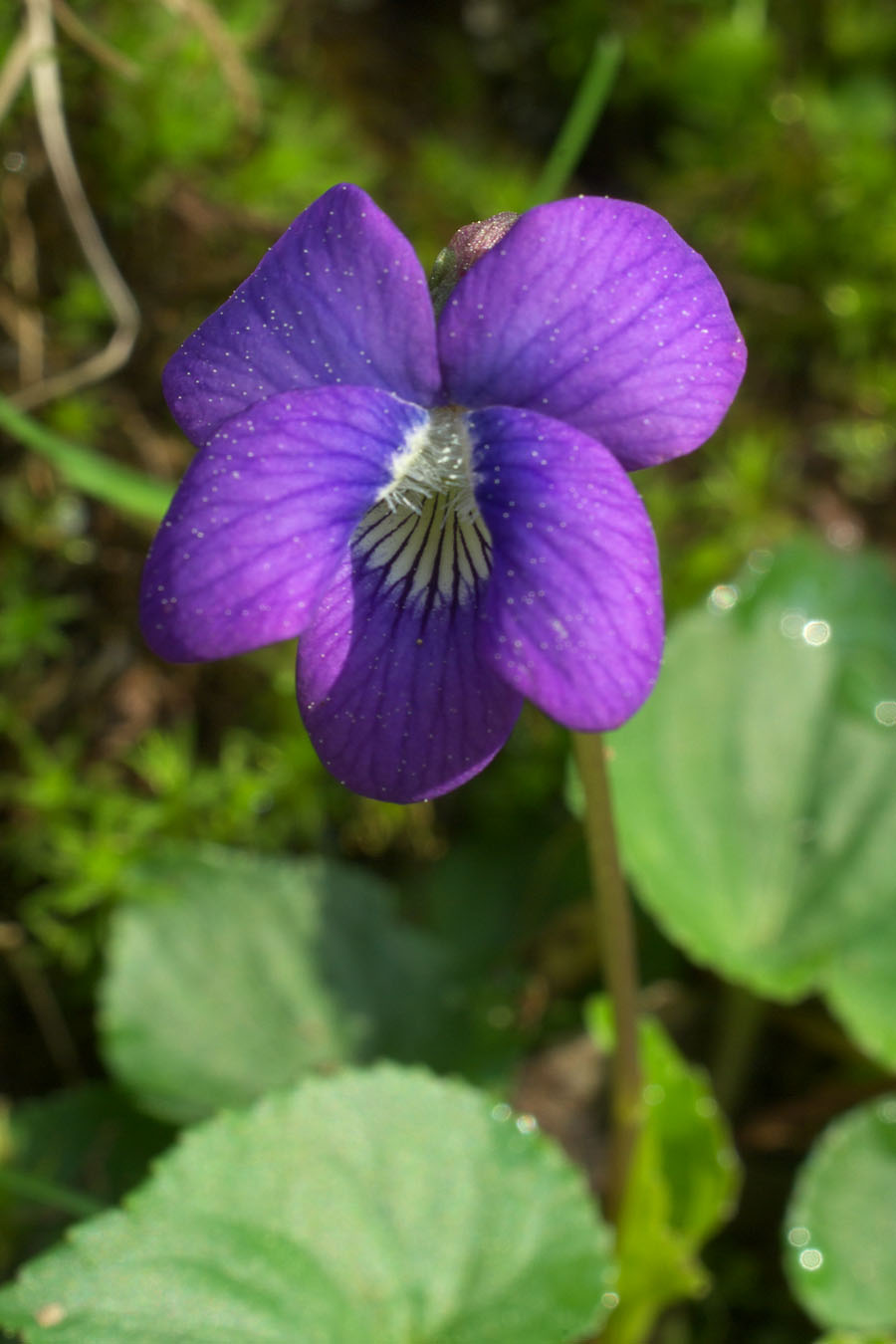 Viola sororia