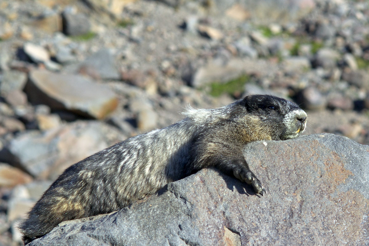 Marmota caligata cascandensis