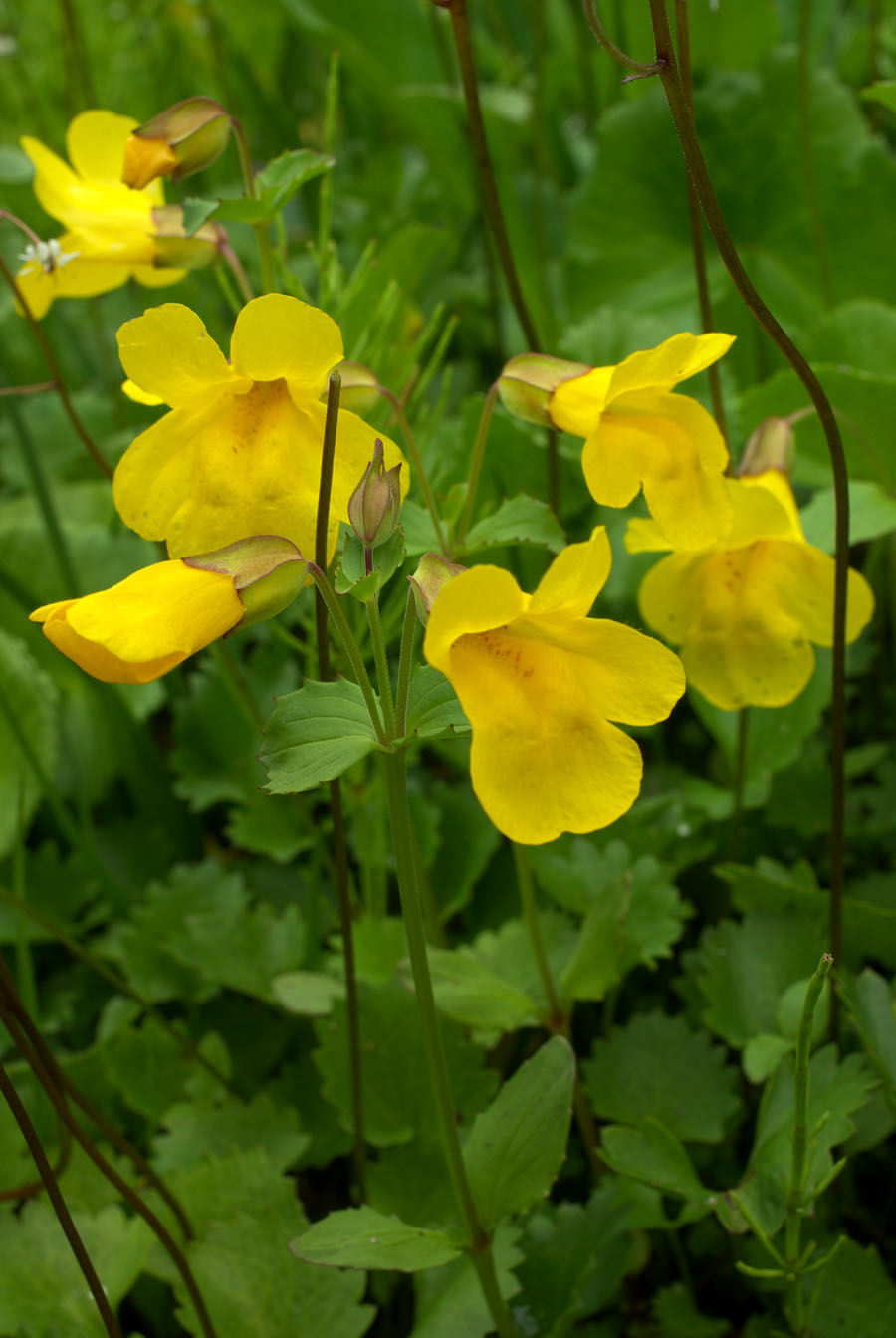 Mimulus tilingii var. tilingii