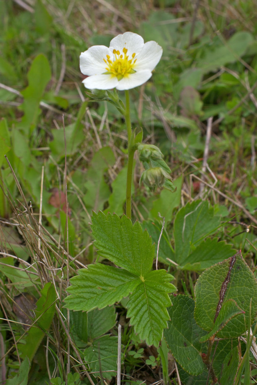 Fragaria vesca var. crinita
