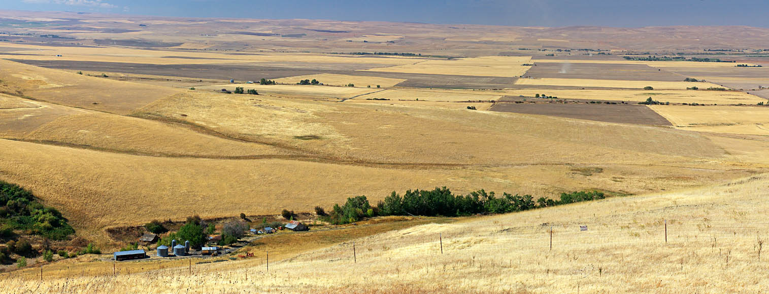 Wheat Fields, OR