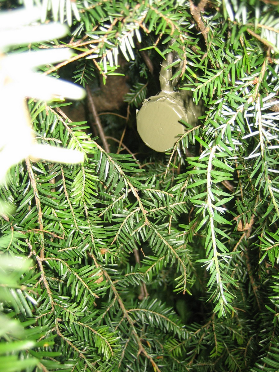 0052 The Weeping Pine