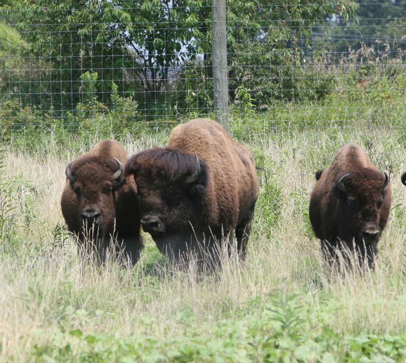 Wolf Park