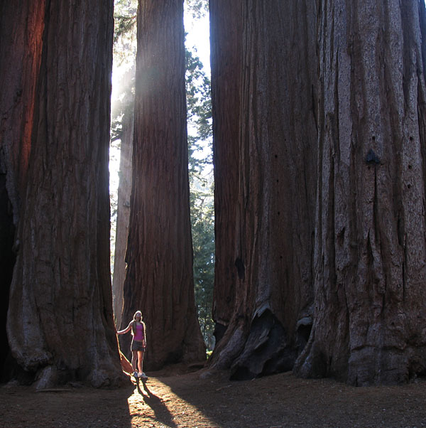 sequoia01.jpg