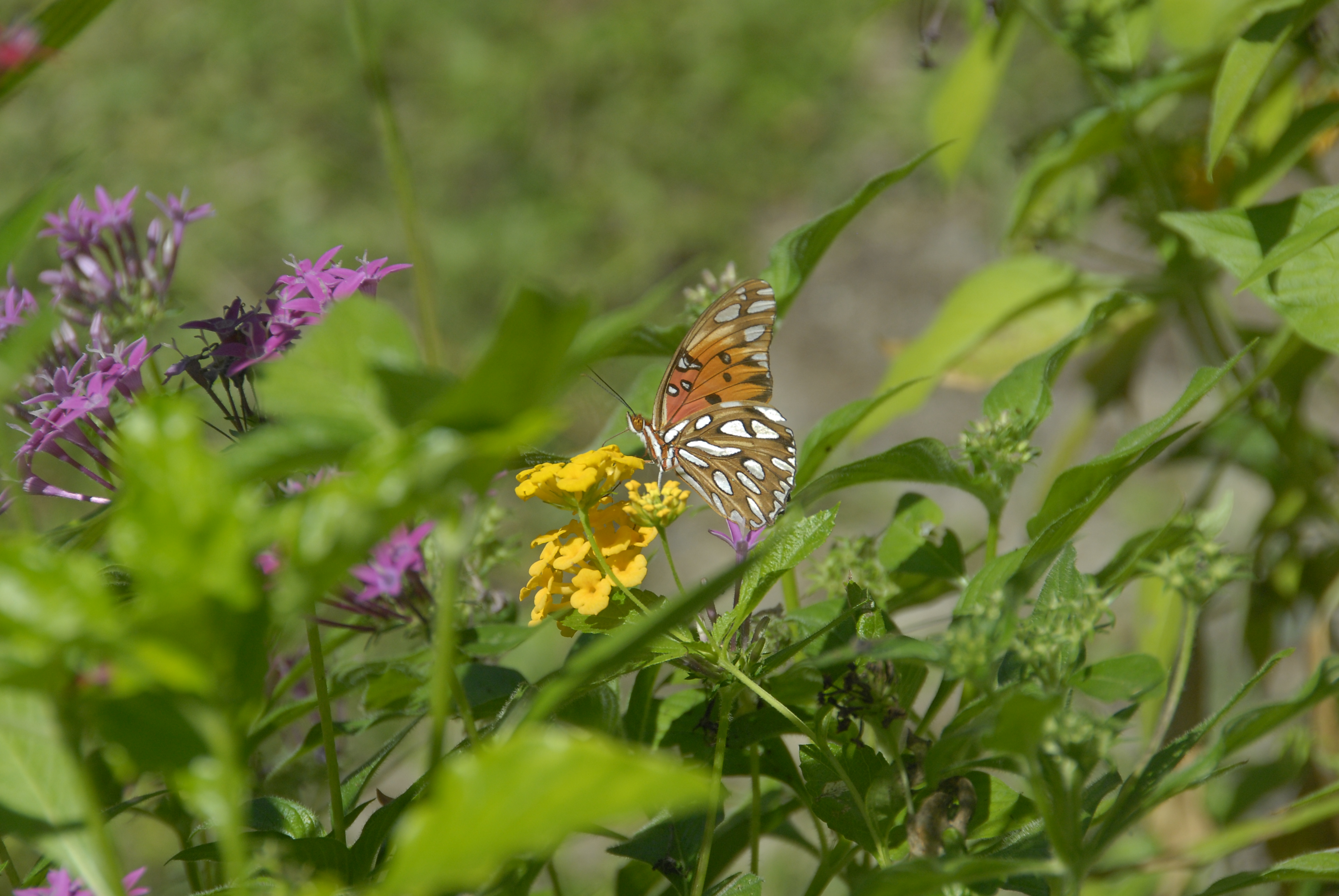 Gulf Fritillary