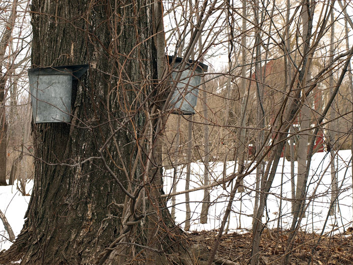 Tapping the Maple Trees