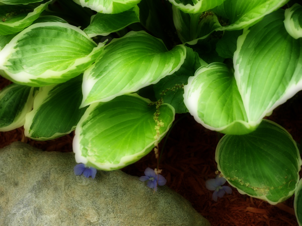 Hosta