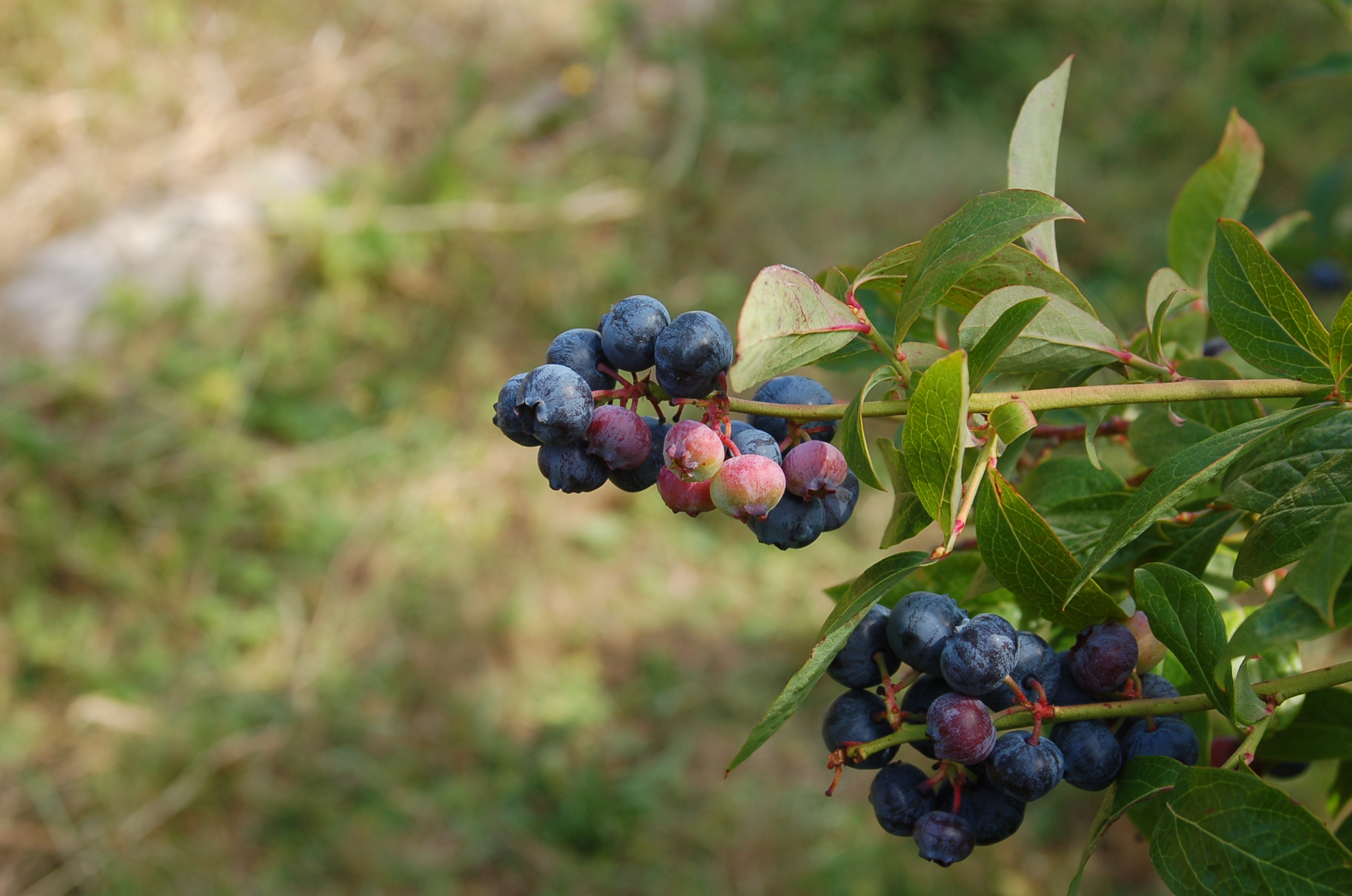Blueberries
