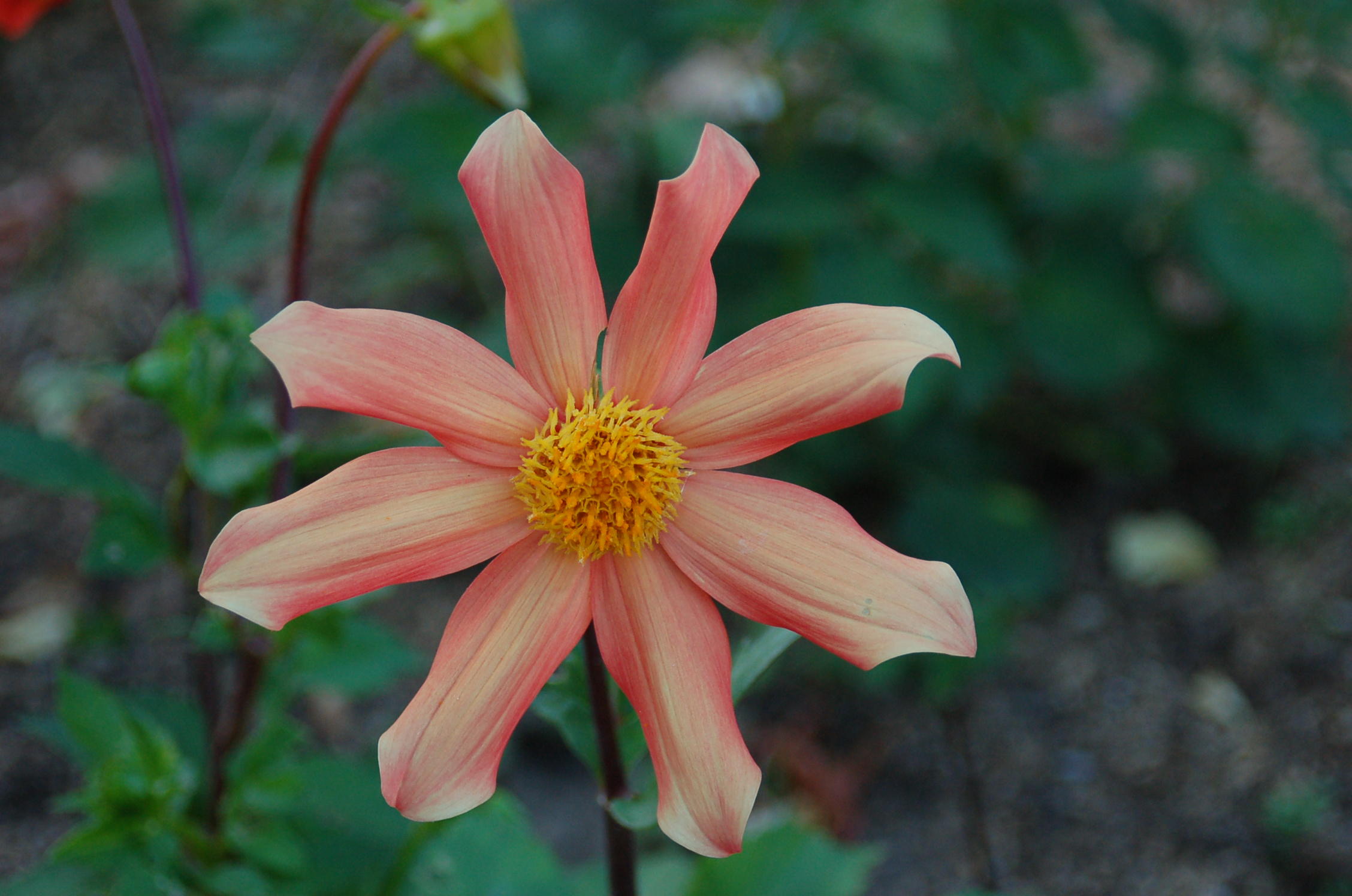 bloomin one