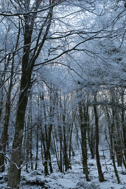 Snowy Woodland