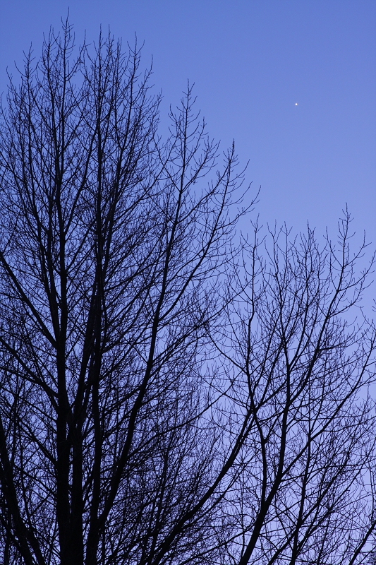 Venus and bare, Winter trees