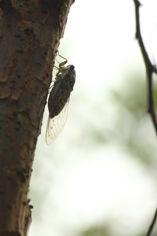 These cicadas provided the soundtrack of our visit !