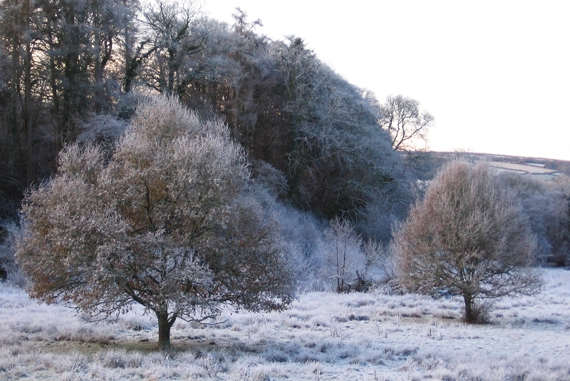 Another Frosty Morning