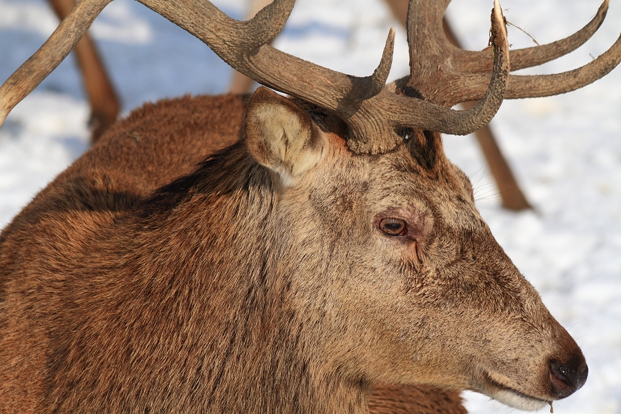 Eric, senior stag of the red deer herd