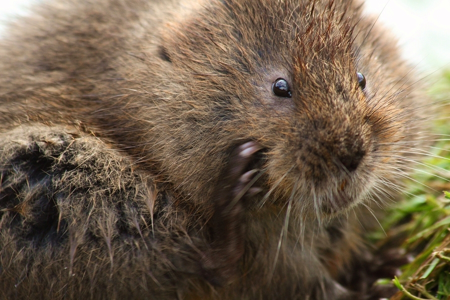 Water vole scratching