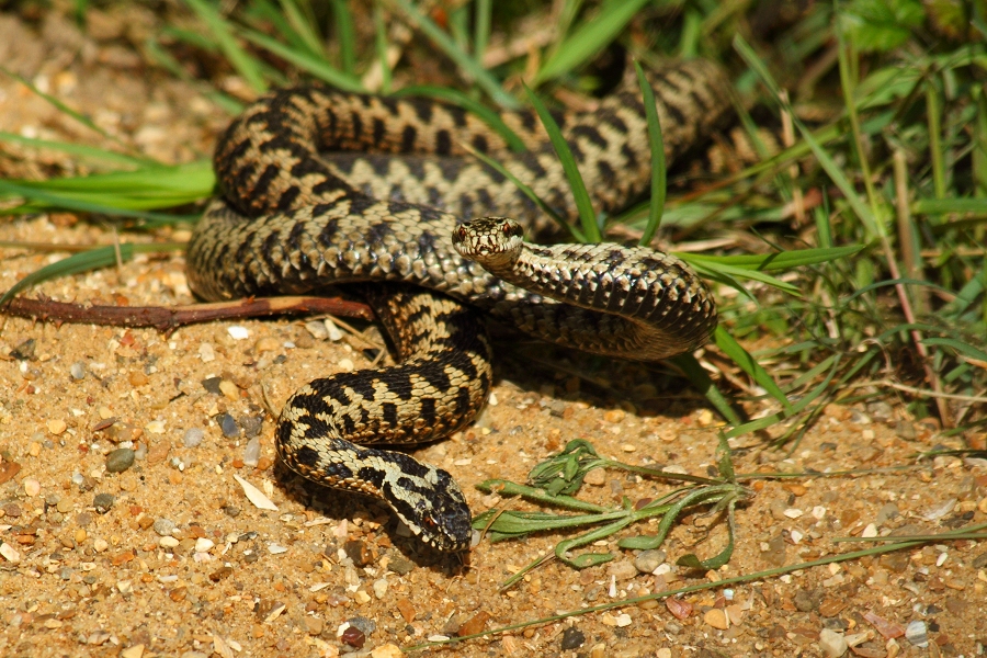 Adders dancing