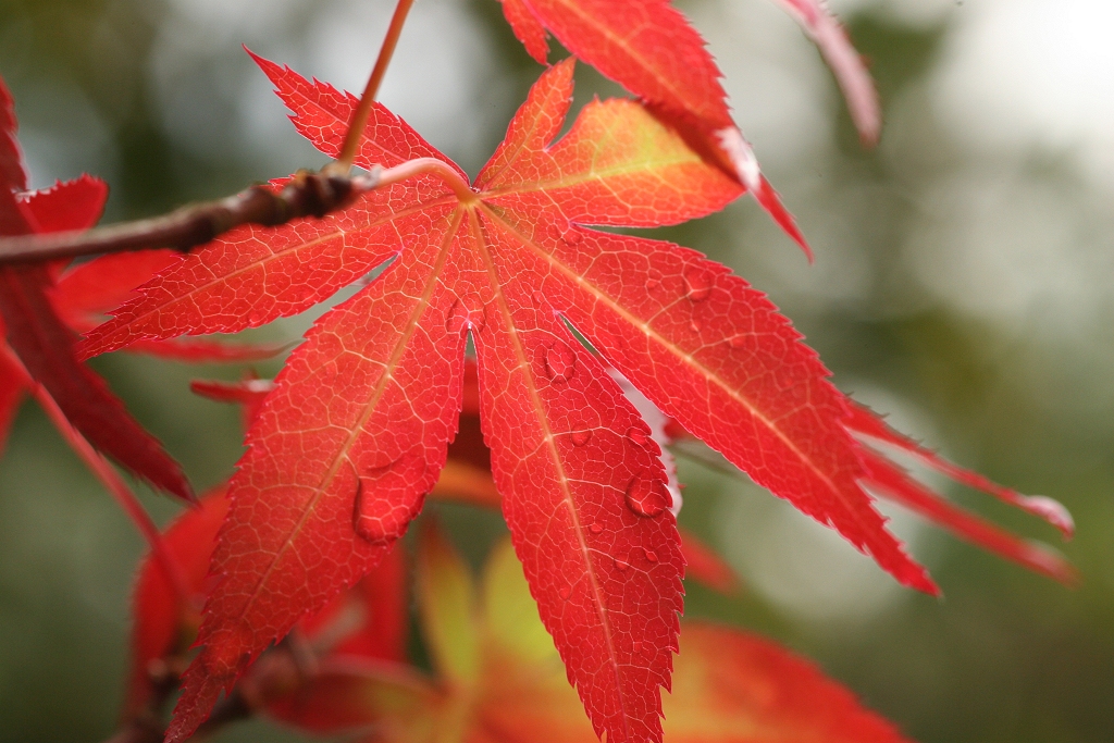 Red Acer