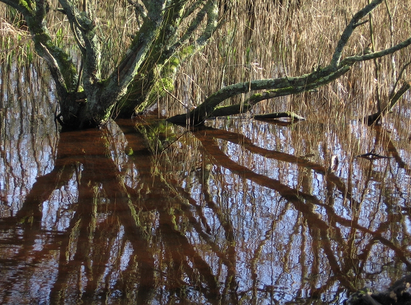 Reflections in a Marsh