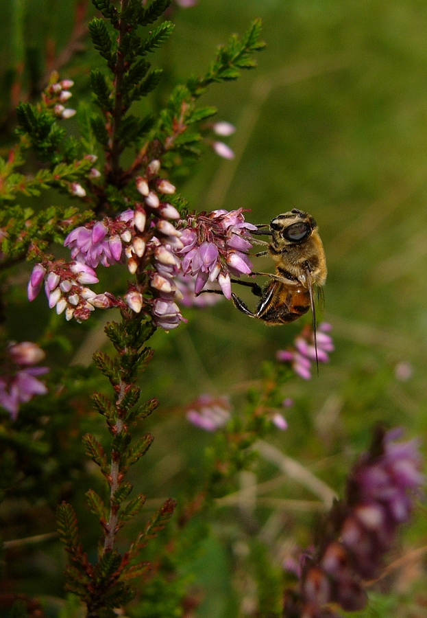 Common Drone Fly (Eristalis tenax)