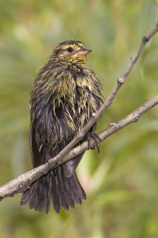 Carouge � �paulettes / Red-winged Blackbird