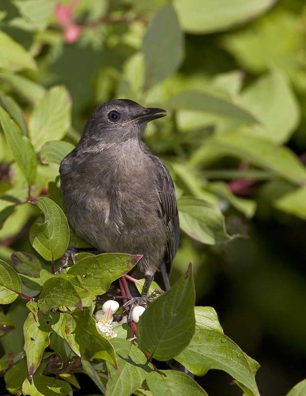 Moqueur chat / Grey Catbird