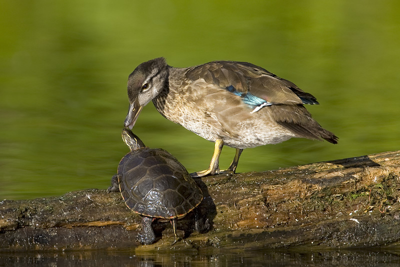 Canard branchu / Wood Duck