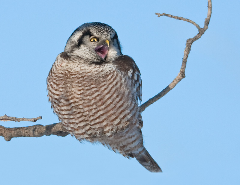 Chouette �pervi�re / Northern Hawk Owl