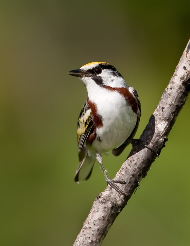 Paruline � flancs marron / Chestnut-sided Warbler