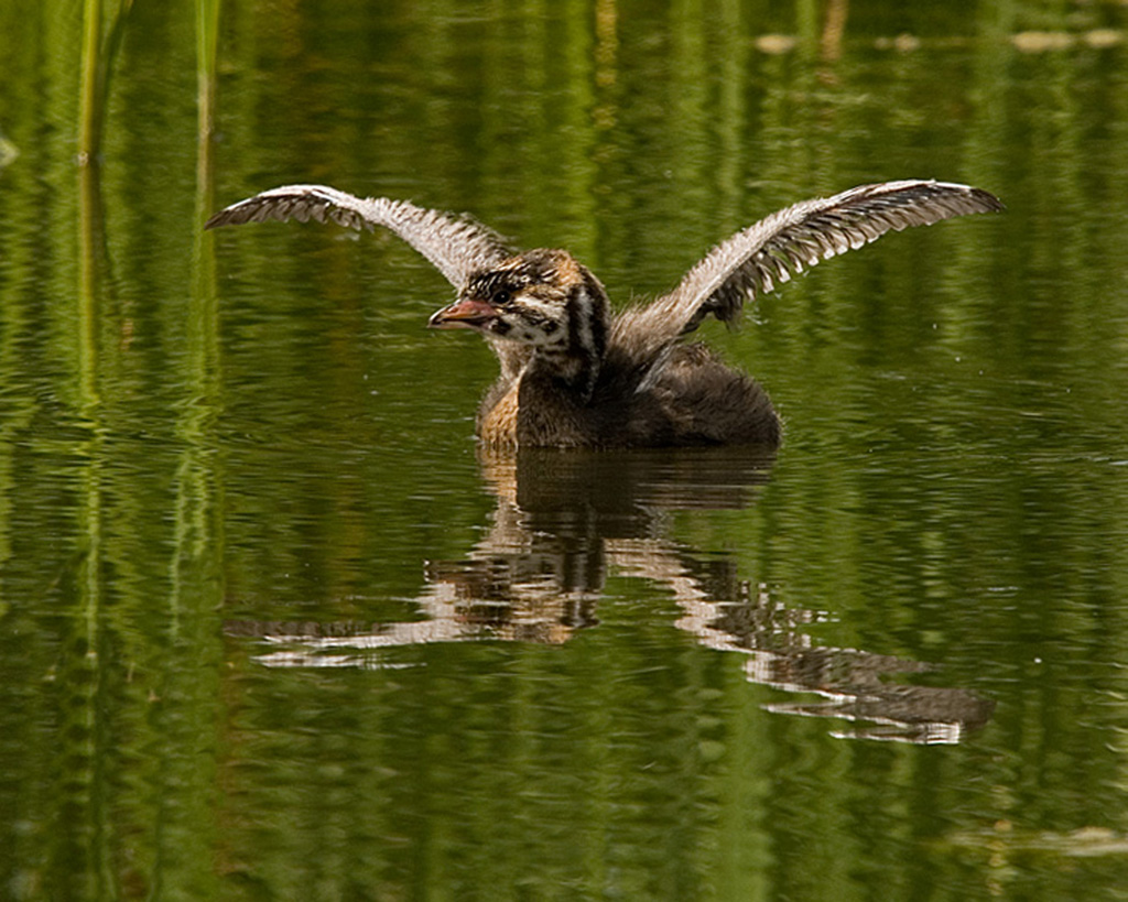 Grbe  bec bigarr / Pied-billed Grebe