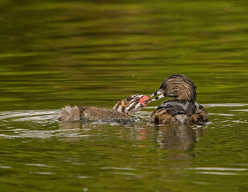 Grbe  bec bigarr / Pied-billed Grebe