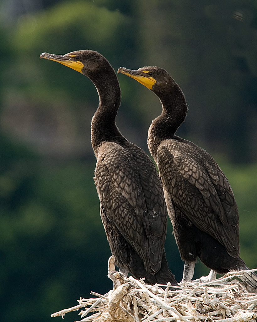 Cormoran  aigrettes / Double-crested Cormorant
